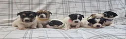 Jack Russell dogs for sale: Stunning Jack Russells, DNA health tested parents - Advert 2