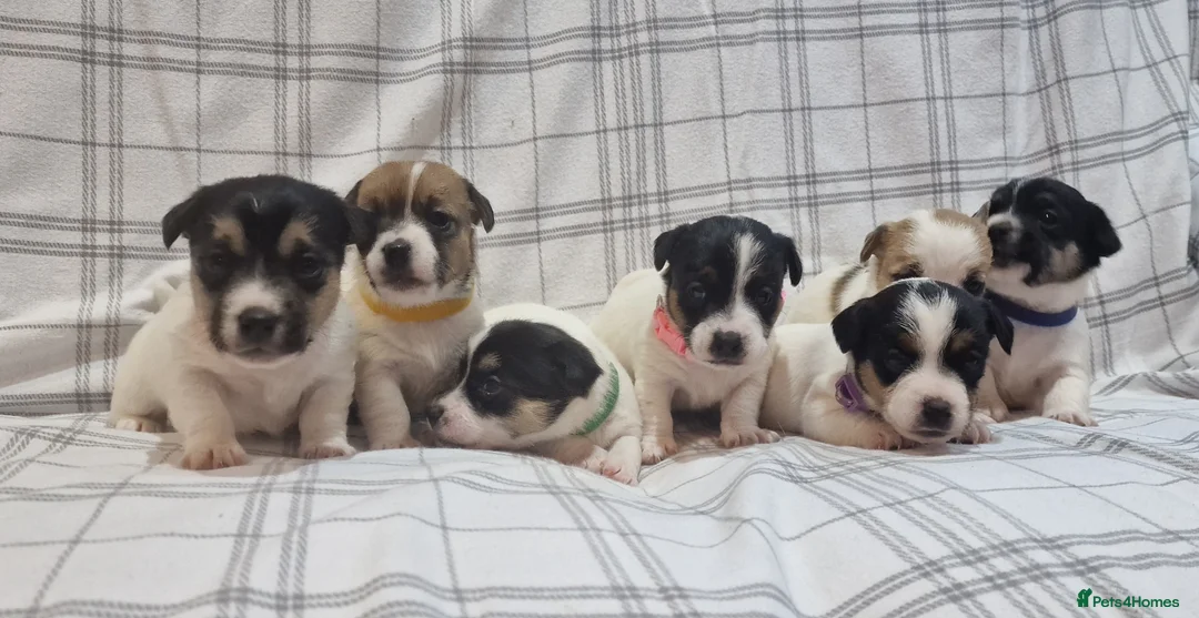 Jack Russell dogs for sale: Stunning Jack Russells, DNA health tested parents - Advert 2
