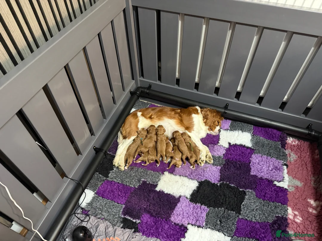 Cavapoo dogs for sale: Cavapoo f1 puppies - Advert 1