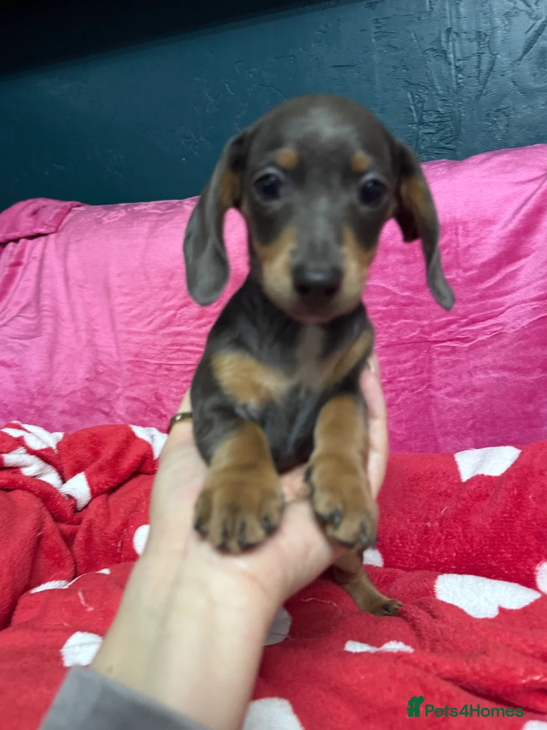 Miniature Dachshund dogs for sale: 4 cute piebald miniature dachshunds available  - Advert 19