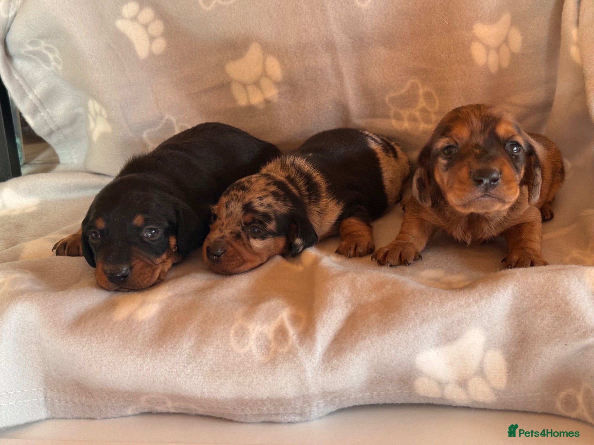 Miniature Dachshund dogs for sale: Stunning litter of mini dachshund puppies  - Advert 7