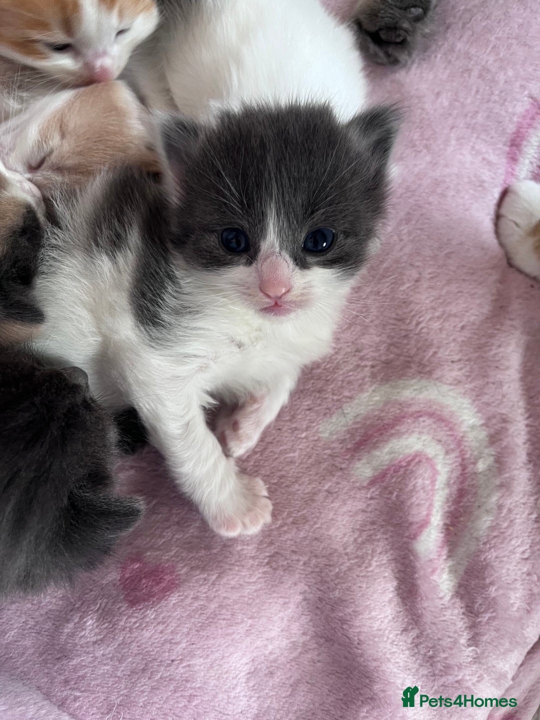 Ragdoll cats for sale: Beautiful ragdoll/blue Russian  - Image 9