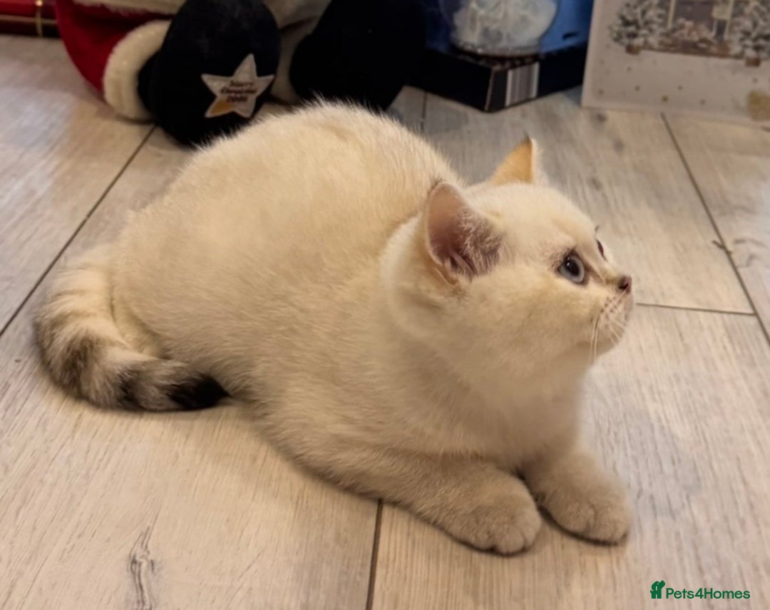 British Shorthair cats for sale: British Shorthair  - Advert 5