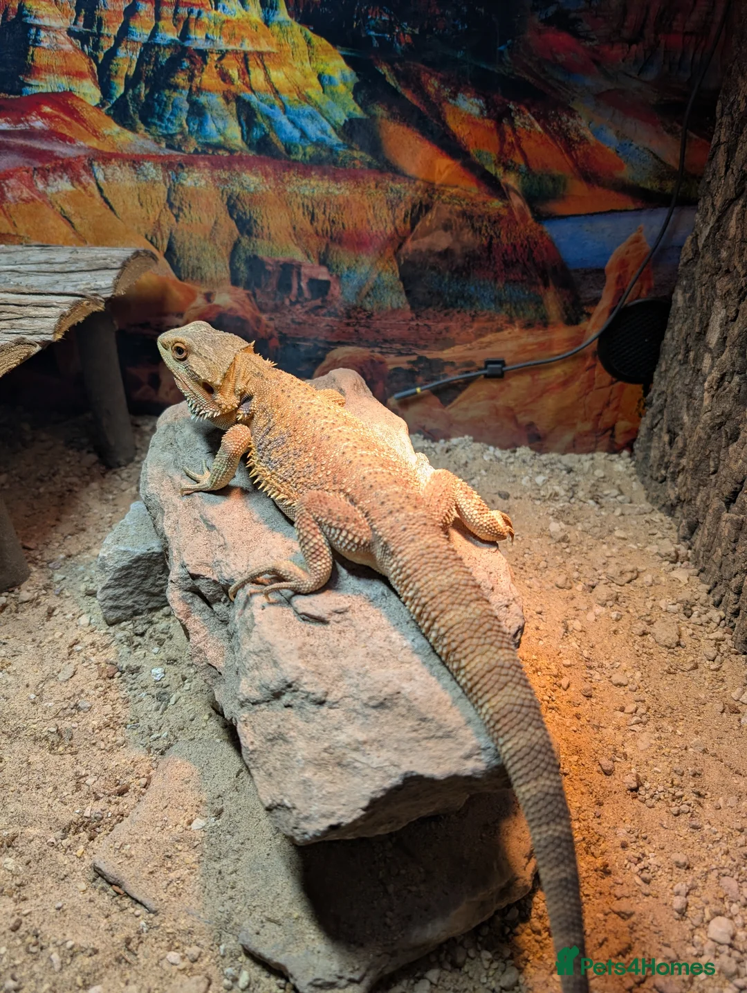 Bearded Dragon reptiles for sale: 1 year old bearded dragon  in Winscombe - Advert 2
