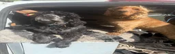 Cocker Spaniel dogs for sale: Two amazing cockers for new home  in Falmouth - Advert 4