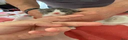 Mixed Breed cats for sale: Ragcoon Kittens - Advert 4
