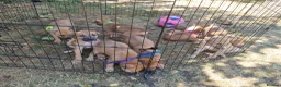 Lurcher dogs for sale: Lurcher pups  in Sturminster Newton - Advert 12