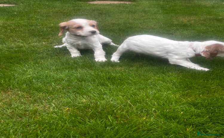 Sprocker dogs - Advert 7