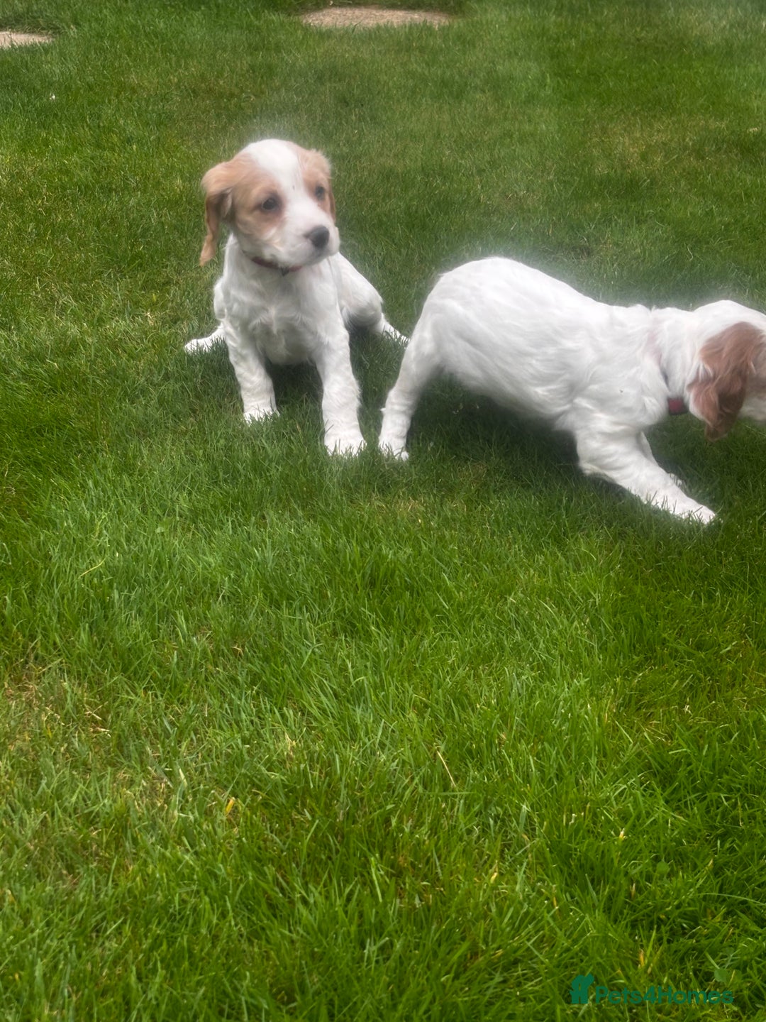 Sprocker dogs for sale: Beautiful Sprocker Puppies - Image 2