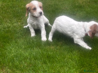 Sprocker dogs - Advert 9