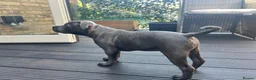 Staffordshire Bull Terrier dogs for sale: Beautiful Blue Staffy KC registered (Stormregalia) in London - Advert 3
