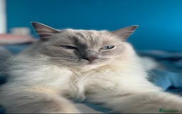 Ragdoll cats for sale: Gorgeous lilac Ragdoll male  - Image 6