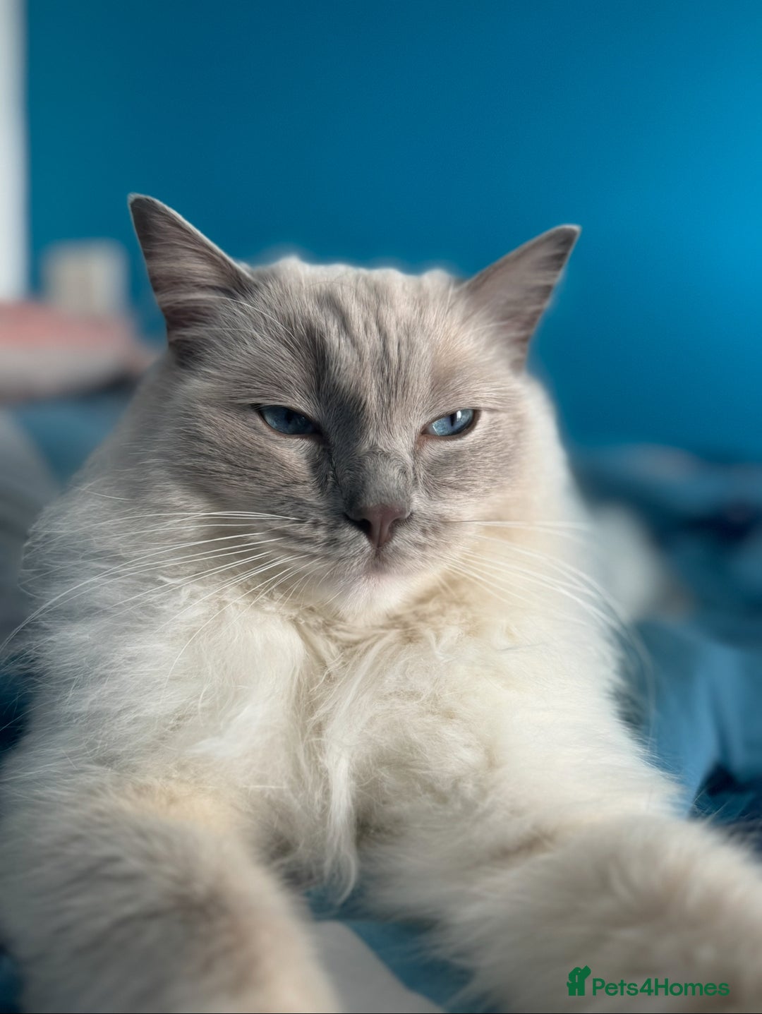 Ragdoll cats for sale: Gorgeous lilac Ragdoll male  - Image 6