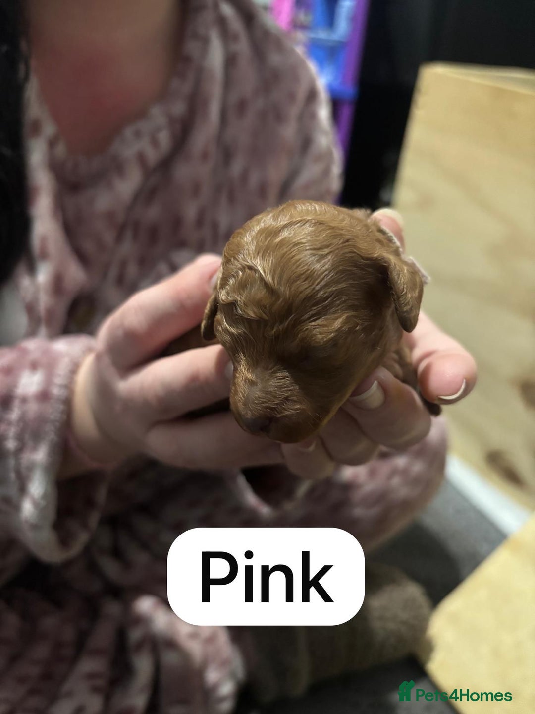 Cockapoo dogs for sale: FOX RED TOY COCKAPOO PUPPIES  - Advert 17