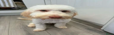 Teddy