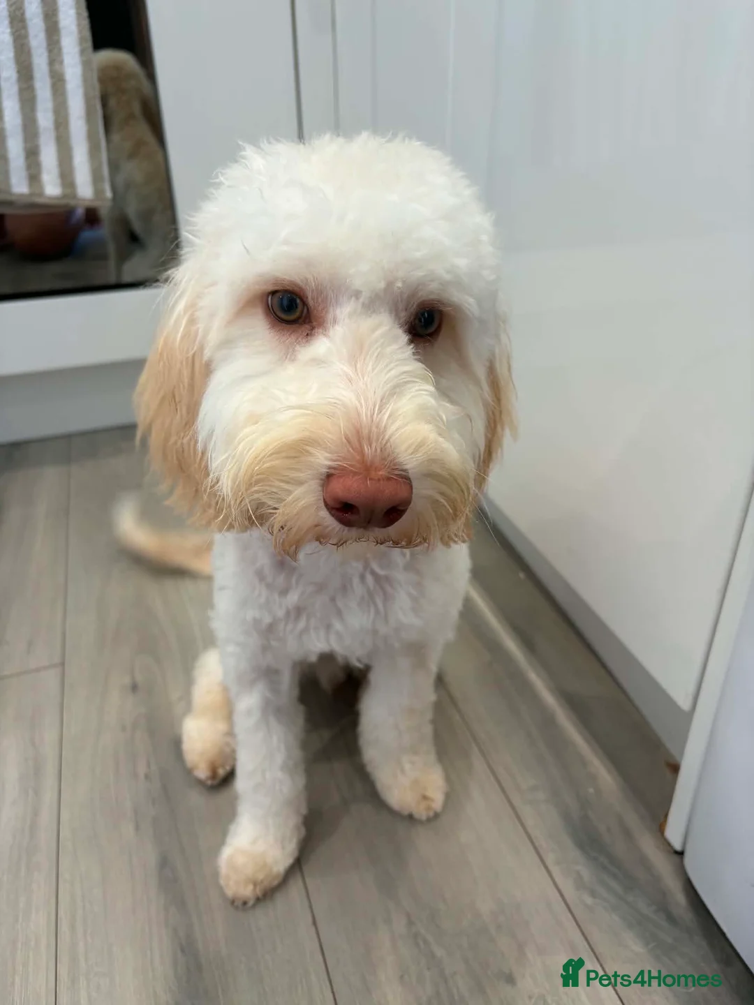 Cockapoo dogs for sale: Teddy - 8 month old Cockapoo - Advert 2