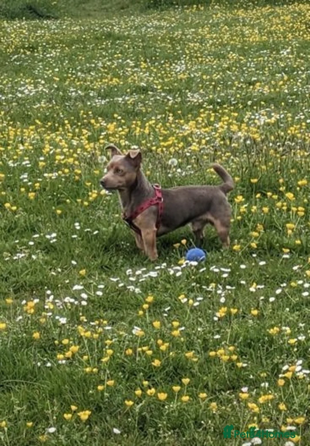 Jack Russell dogs for stud: For Stud Jack Russell (Short Legged) in Slough - Image 8