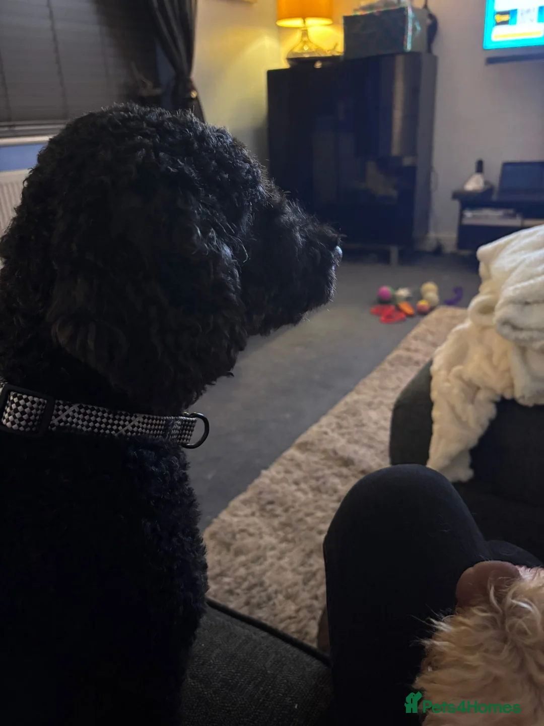 Mixed Breed dogs for adoption: 💙BUDDY💙 6-year-old lively & loving Cockapoo boy  - Advert 7