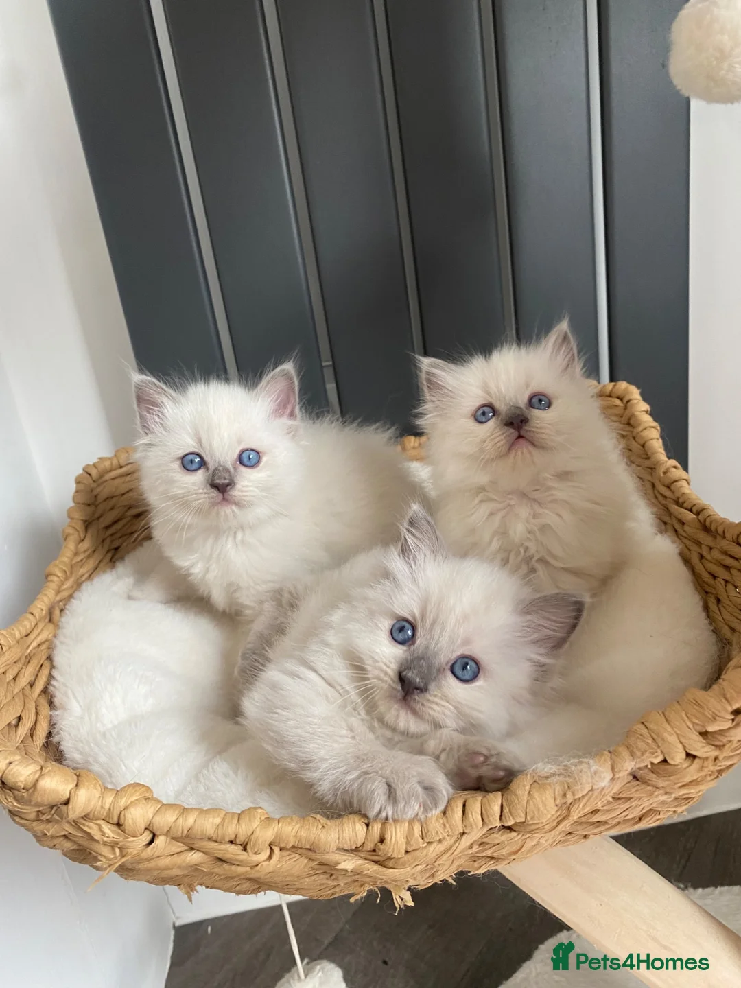 Ragdoll cats for sale: Beautiful Ragdoll kittens  - Advert 18