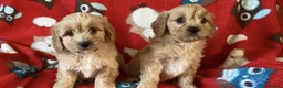 Cavapoo dogs for sale: Health tested cavapoo puppies - Advert 3