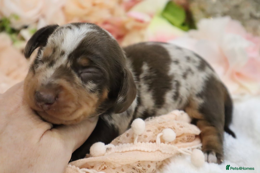 Miniature Dachshund dogs for sale: KC Miniature Dachshund Puppies - Image 21