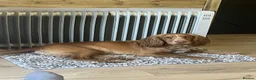Mixed Breed dogs for sale: Beautiful Cockzler Puppies  - Advert 12