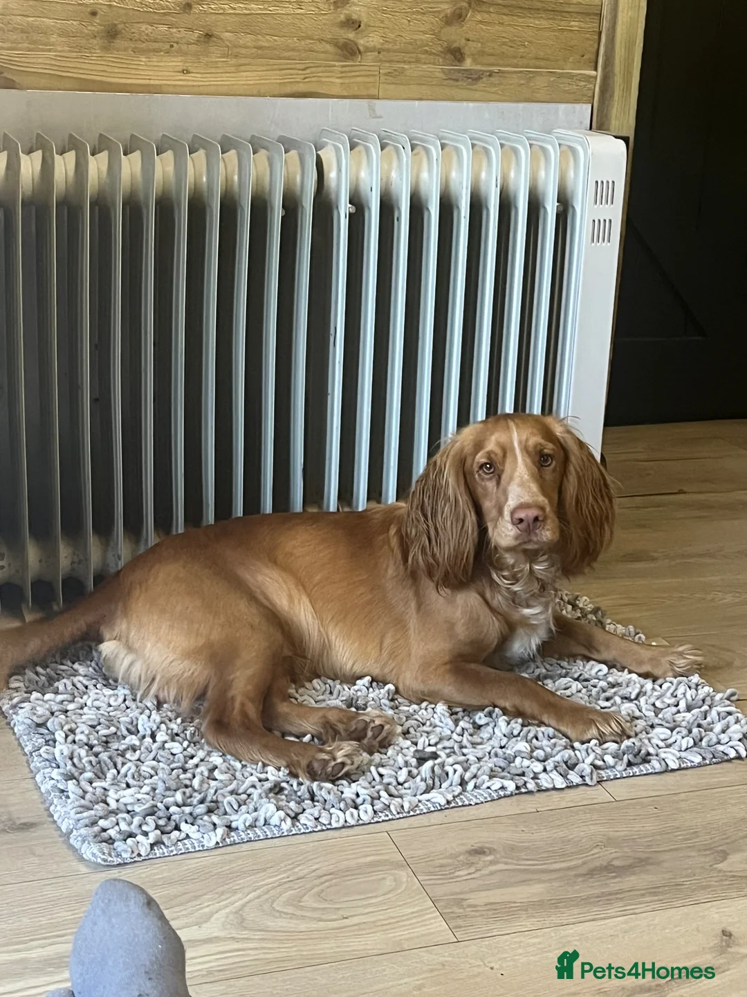 Mixed Breed dogs for sale: Beautiful Cockzler Puppies  - Advert 12