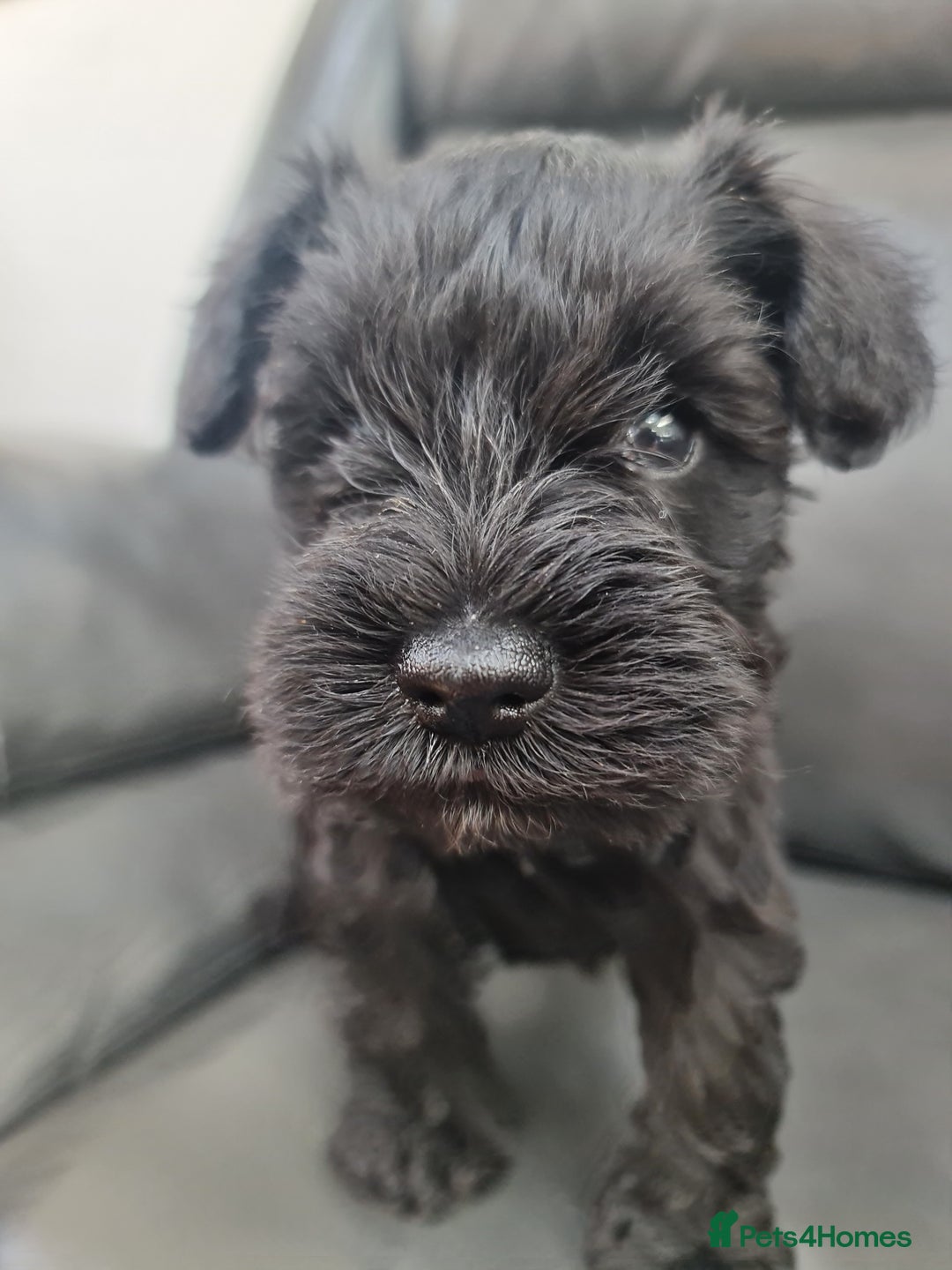 Miniature Schnauzer dogs for sale: Miniature Schnauzer Puppies KC Registered. 5M 2Fm - Image 16