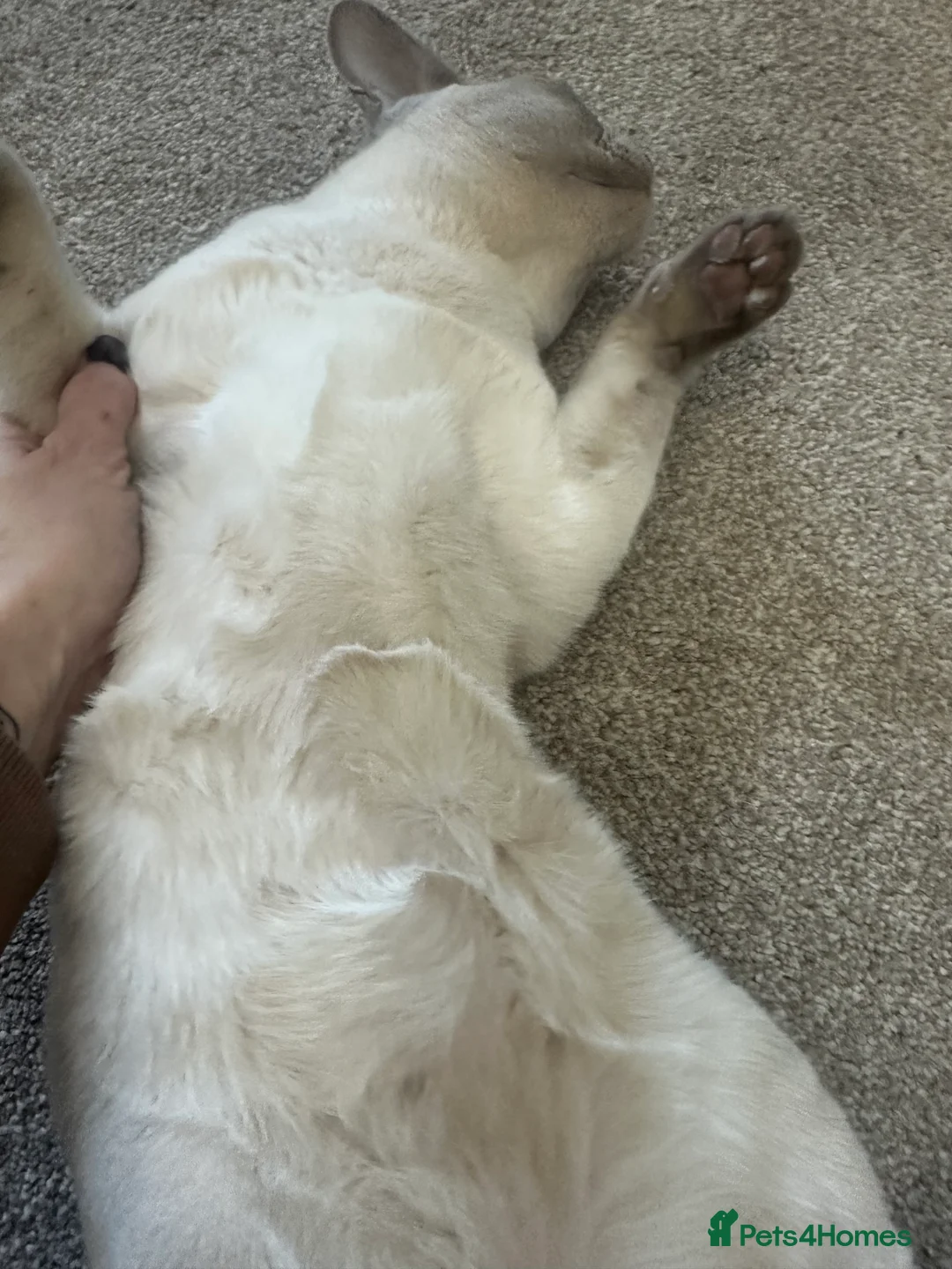 Burmese cats for sale: Beautiful male pedigree Lilac Burmese kitten - Advert 6