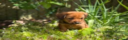 Mixed Breed dogs for sale: Exceptional Norfolk terrier x jrt pups ready now  - Advert 14