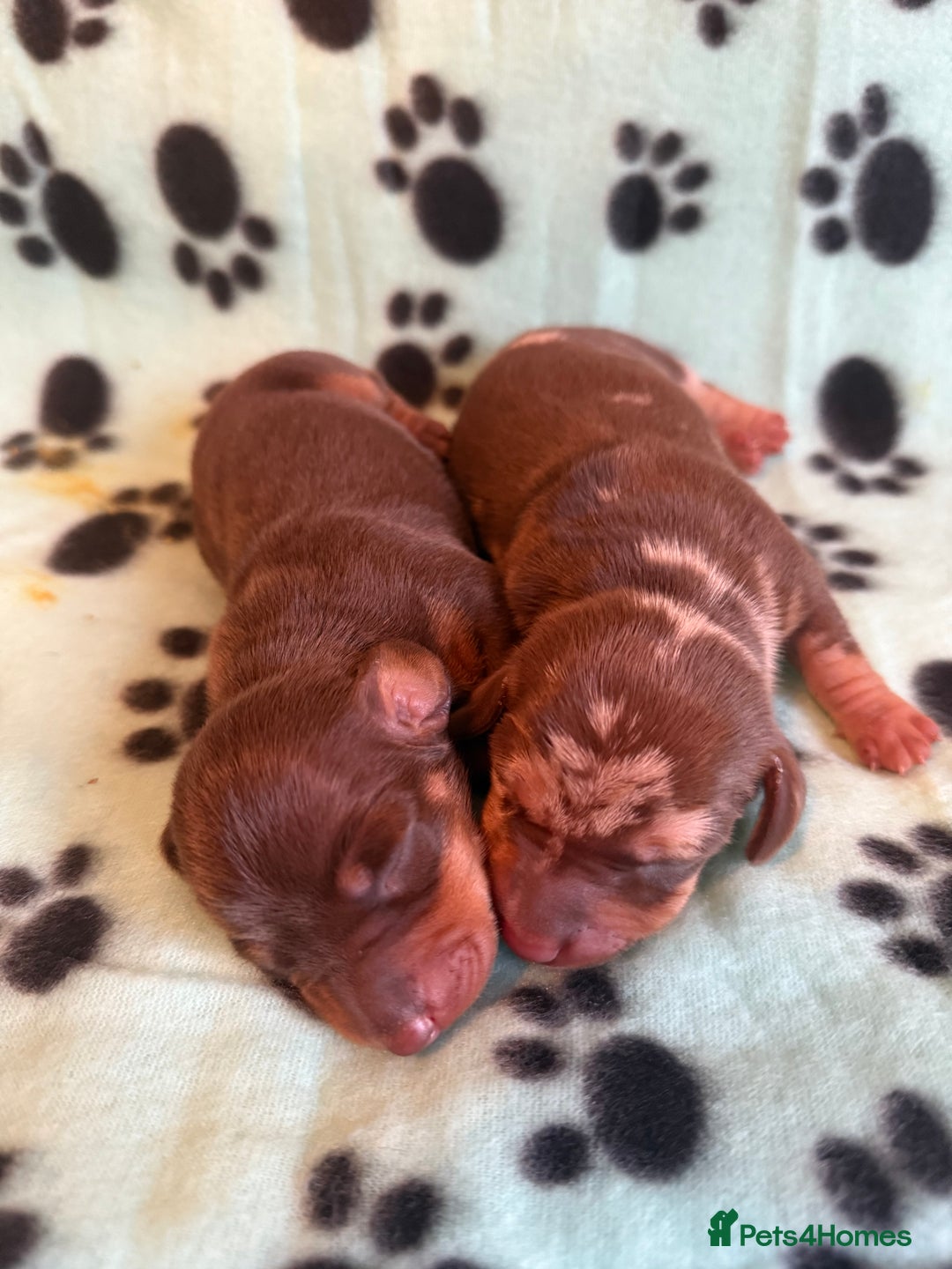 Miniature Dachshund dogs for sale: Kennel Club Mini Dachshunds  - Advert 5
