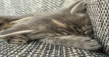 British Longhair cats - Advert 15