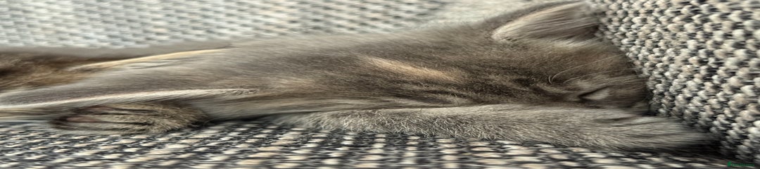 Light grey tabby female 