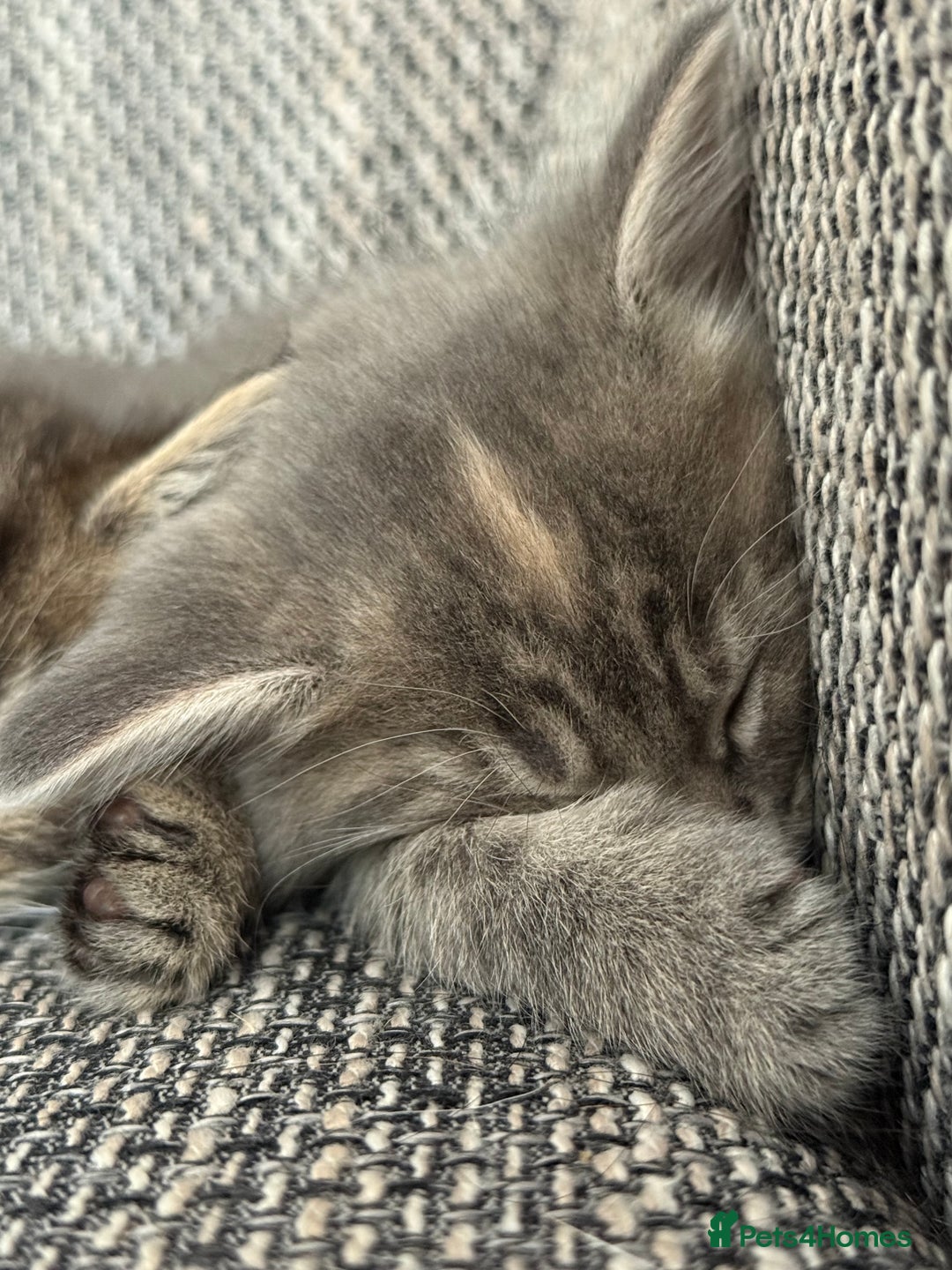 British Longhair cats for sale: Beautiful kittens by our stunning British longhair - Image 2