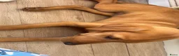 Labrador Retriever dogs for sale: Golden Labrador  - Advert 3