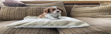 Cavalier King Charles Spaniel Puppy 1