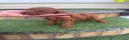 Toy Poodle dogs for sale: A wonderful handsome little boy toy poodle  in Pontypool - Advert 3