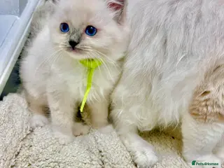 Ragdoll cats PURE RAGDOLL - Advert 6
