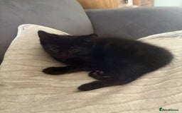 Mixed Breed cats for sale: Mixed breed  - Image 13