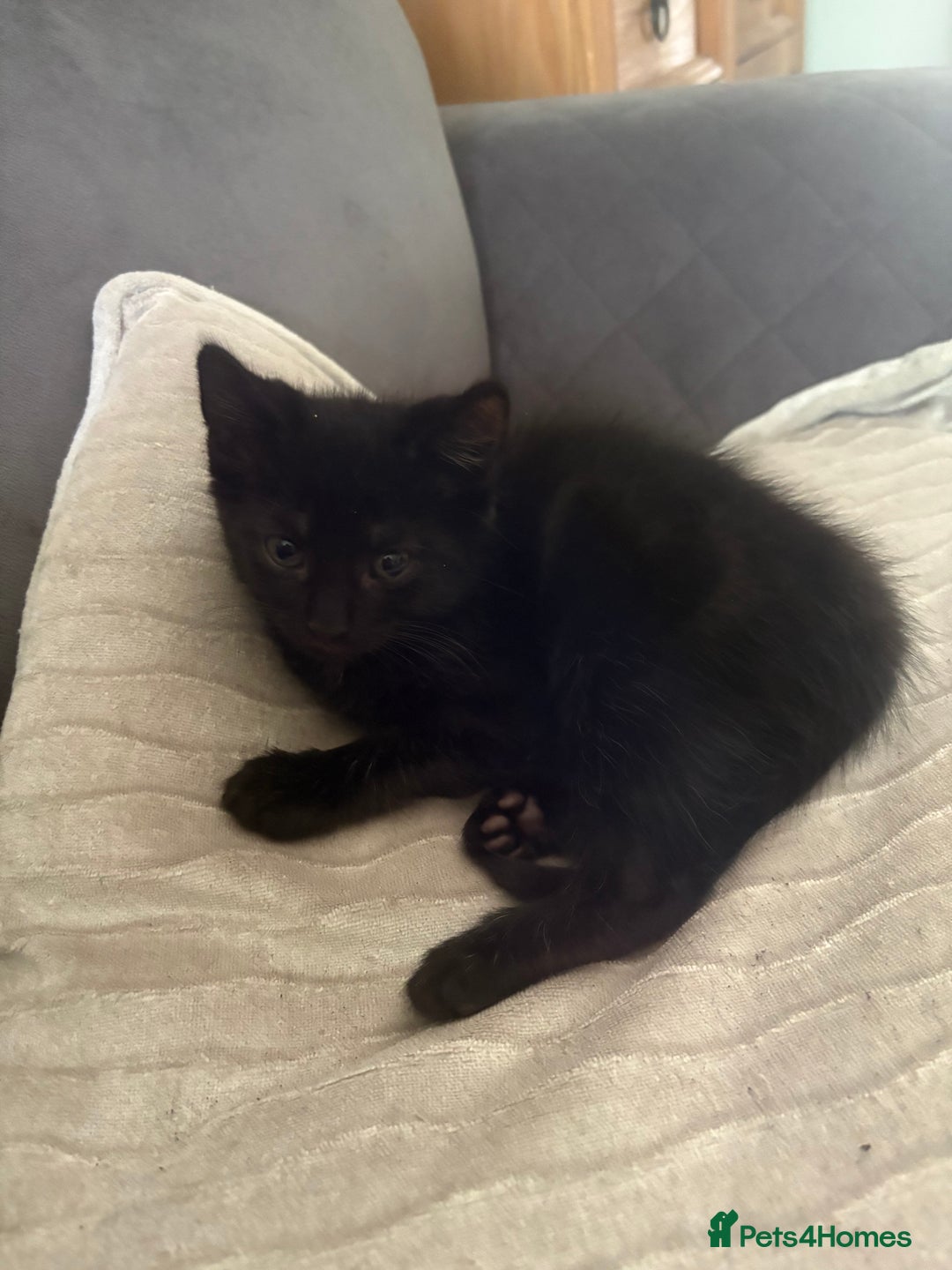 Mixed Breed cats for sale: Mixed breed  - Image 13