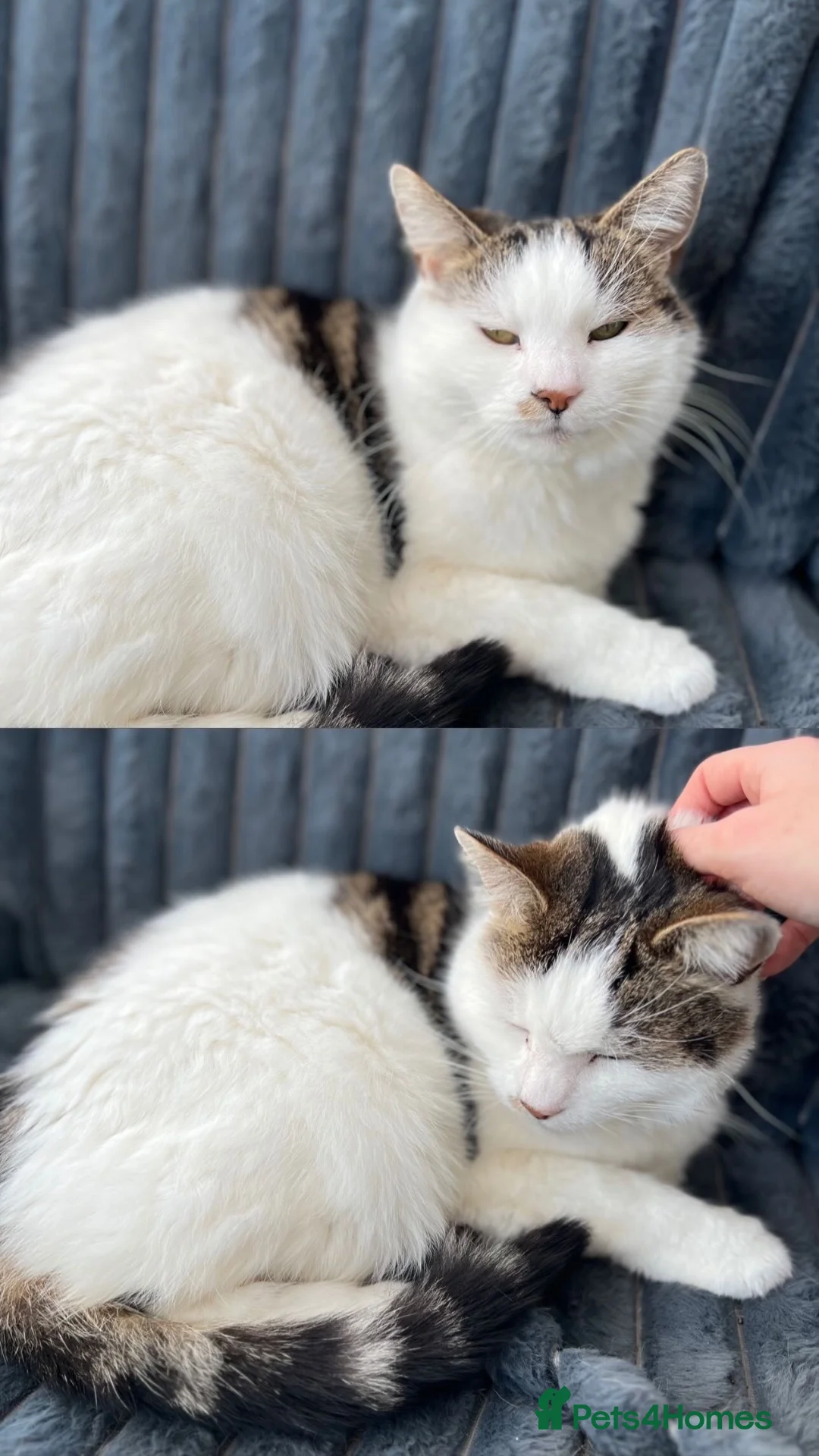 Mixed Breed cats for sale: Loving forever home needed for our Tilly  in Birmingham - Advert 1