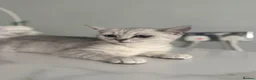 British Shorthair cats for sale: Only 2 Kittens female  - Advert 24