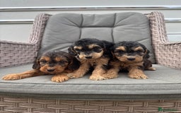 Cockapoo dogs for sale: F1 Cockapoos puppies (council licensed breeder) - Image 11