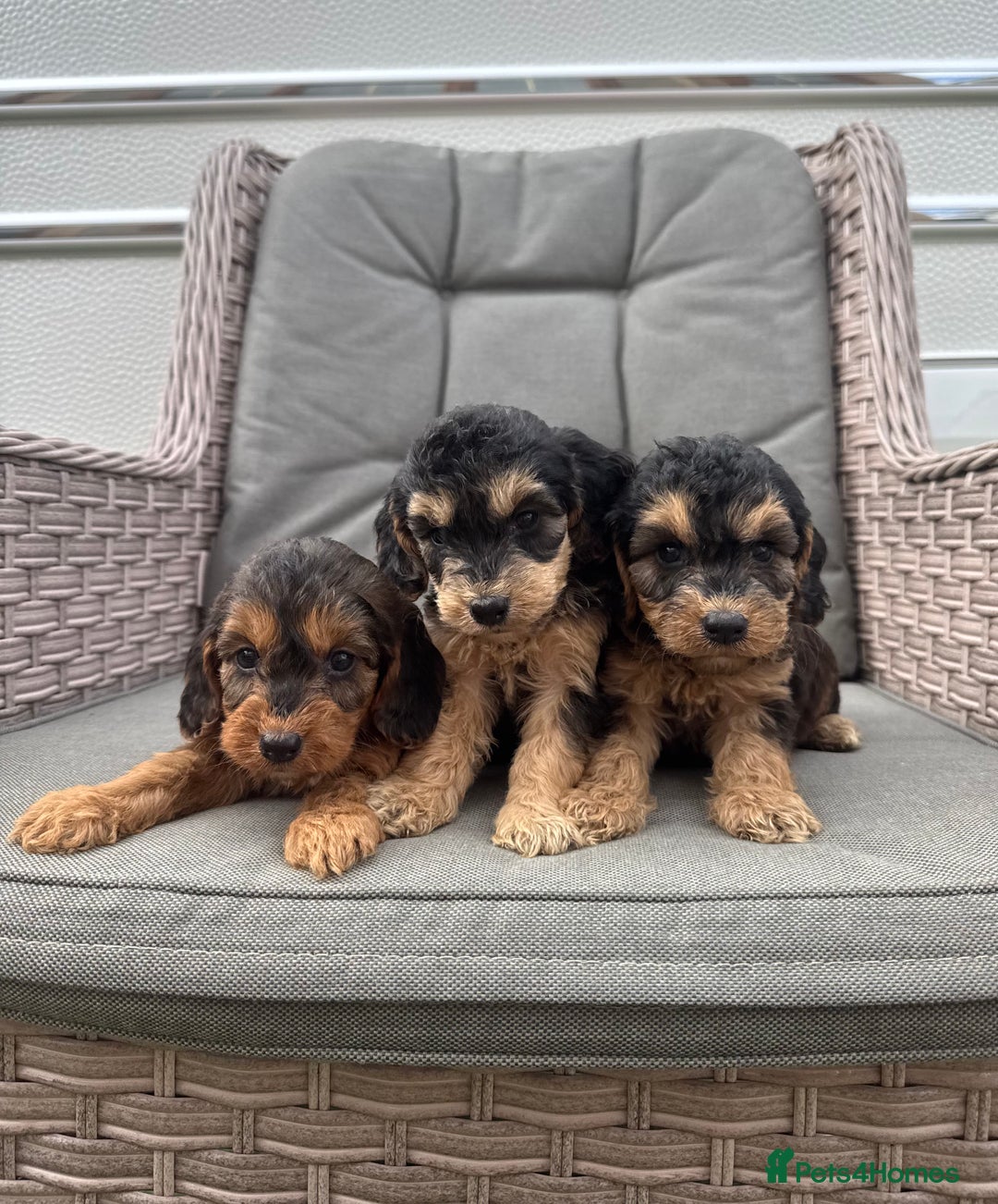 Cockapoo dogs for sale: F1 Cockapoos puppies (council licensed breeder) - Image 11