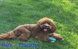 Cavapoo dogs for sale: Cavapoo Puppies (1 LEFT) - Image 10