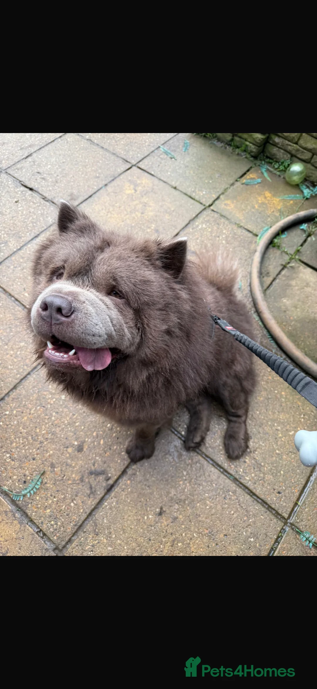 Chow Chow dogs for stud: Chow chow male for stud - Advert 6