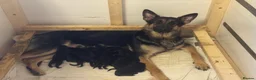 German Shepherd dogs for sale: German shepherd puppies  - Advert 1