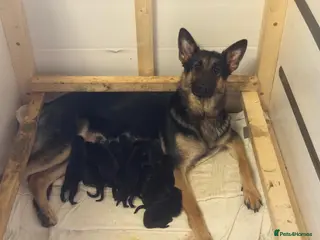 German Shepherd dogs German shepherd puppies - Advert 3