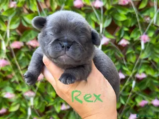 Pug dogs Kc registered pug puppies - Advert 2