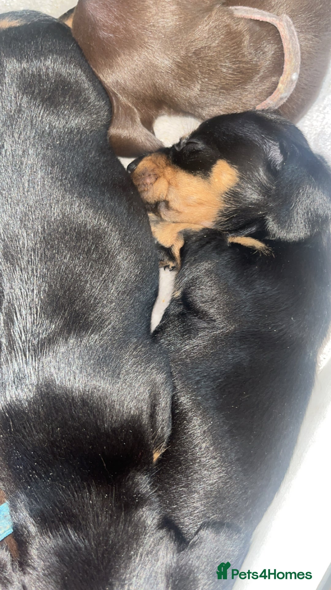 Dachshund dogs for sale: Exceptional Puppies 1 Boy boy left  - Advert 8
